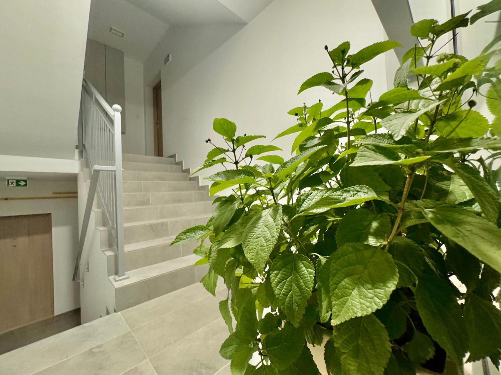בוסקו זדרוי Apartament Olenka מראה חיצוני תמונה